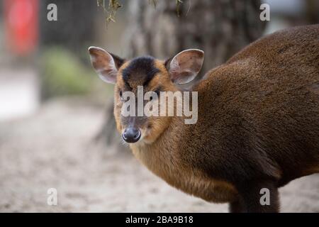 Portrait d'une femme adulte de cerf de muntjac dans la forêt Banque D'Images