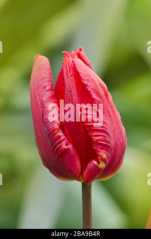 Fleurs de tulipes de perroquet rouge. Perroquet rouge de fleur de tulipe Banque D'Images