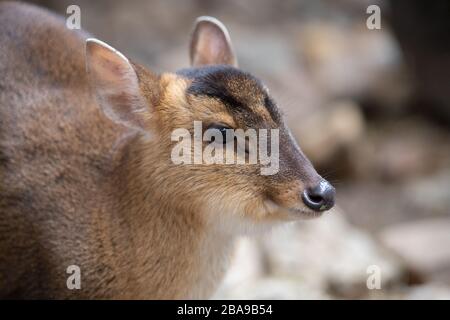 Portrait d'une femme adulte de cerf de muntjac dans la forêt Banque D'Images