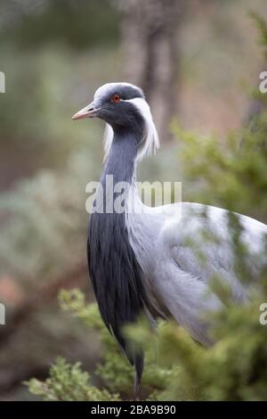 Beau portrait d'une grue demoiselle dans la forêt avec un arrière-plan non focalisé Banque D'Images