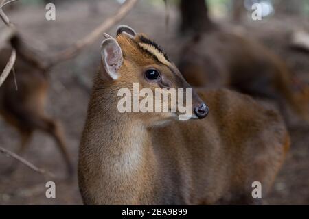 Portrait d'un jeune homme de cerf de muntjac dans la forêt Banque D'Images