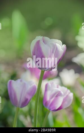 Purpe tulipe bordée de teintes de blanc crémeux. Variété tulipe Siesta Banque D'Images