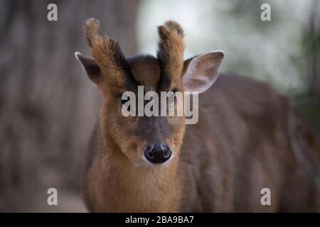 Portrait d'un jeune homme de cerf de muntjac dans la forêt Banque D'Images