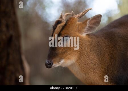 Portrait d'un homme adulte de chevreuil muntjac dans la forêt Banque D'Images