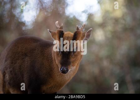 Portrait d'un homme adulte de chevreuil muntjac dans la forêt Banque D'Images