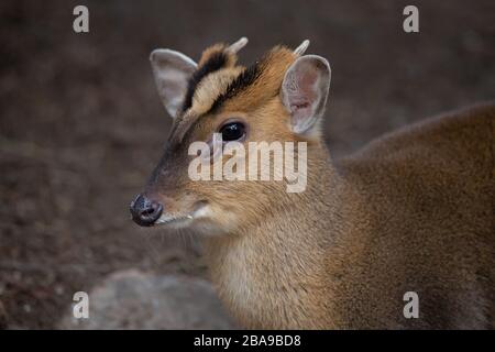 Portrait d'un jeune homme de cerf de muntjac dans la forêt Banque D'Images