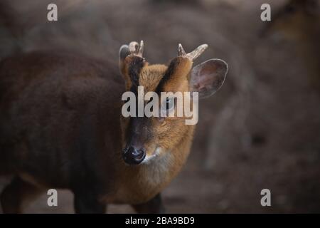 Portrait d'un homme adulte de chevreuil muntjac dans la forêt Banque D'Images