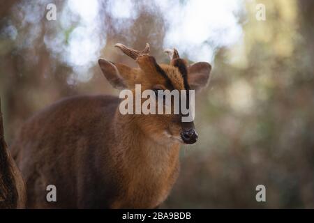 Portrait d'un homme adulte de chevreuil muntjac dans la forêt Banque D'Images