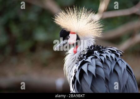 Portrait du visage d'une grue couronnée avec plumes à plumes fluffées au coucher du soleil Banque D'Images