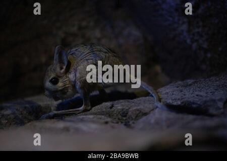 Portrait d'un minuscule jerboa désert la nuit dans l'obscurité Banque D'Images