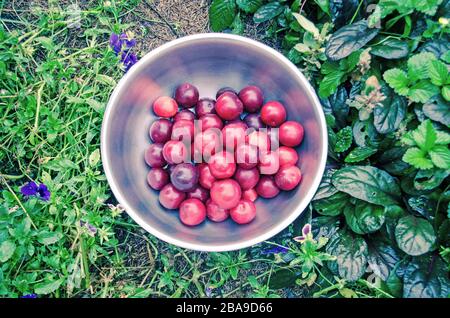 Prunes juteuses mûres dans un bol. Prunes bleues et violettes dans le jardin sur le fond de la nature Banque D'Images