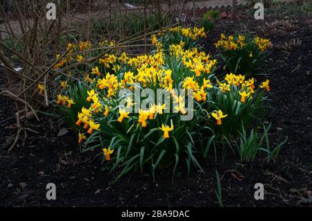 Fleurs narcissi jaunes, jonquilles, croissant dans le jardin de printemps. Banque D'Images
