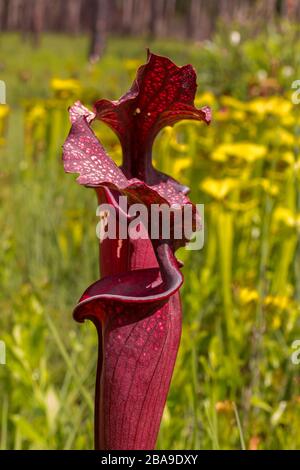 Sarracenia flava x leucophylla dans le comté de Santa Rosa, Floride, États-Unis Banque D'Images