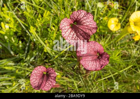 Sarracenia flava x leucophylla dans le comté de Santa Rosa, Floride, États-Unis Banque D'Images