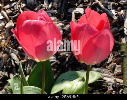 Tulipes rouges fleuris au soleil de printemps, dans le sud de Londres Banque D'Images