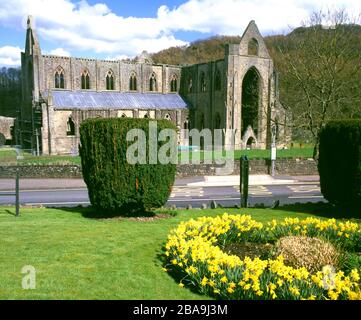 Abbaye de Tintern, vallée de la Wye, Monmouthshire, Galles du Sud. Banque D'Images