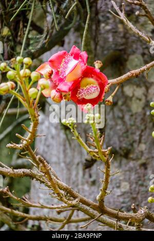 Fleurs rouges (racémes) d'un arbre de canon (Couroupita guianensis) croissant dans le jardin botanique (Jardim Botanico), zone Sud, Rio de Janeiro, Brésil Banque D'Images