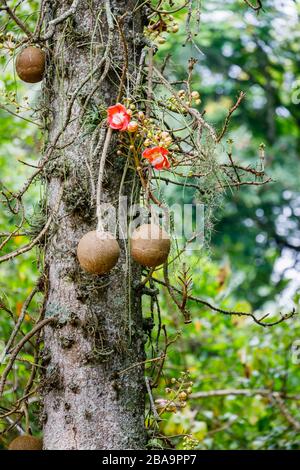 Fleurs rouges (racémes) et fruits d'un arbre de canon (Couroupita guianensis) croissant dans le jardin botanique (Jardim Botanico), zone Sud, Rio de Janeiro Banque D'Images