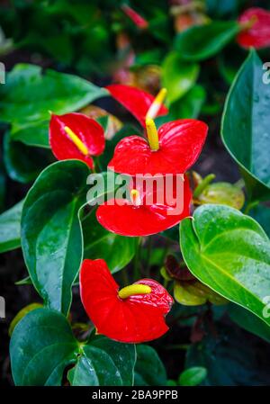 Fleur rouge vif de flamants roses, Anthurium andraeanum Linden ex André, dans le jardin botanique (Jardim Botanico), zone Sud, Rio de Janeiro, Brésil Banque D'Images