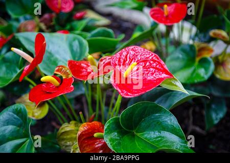 Fleur rouge vif de flamants roses, Anthurium andraeanum Linden ex André, dans le jardin botanique (Jardim Botanico), zone Sud, Rio de Janeiro, Brésil Banque D'Images