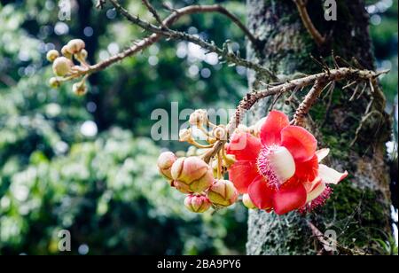 Fleurs rouges (racémes) d'un arbre de canon (Couroupita guianensis) croissant dans le jardin botanique (Jardim Botanico), zone Sud, Rio de Janeiro, Brésil Banque D'Images