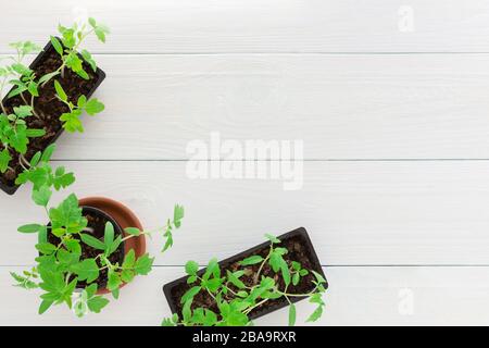 Jeunes plants verts de tomate en pots sur fond de bois blanc Banque D'Images
