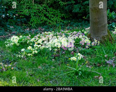 Reveley Lodge Gardens, Herfordshire, Royaume-Uni . Belle maison victorienne, jardins et salons de thé. La faune et la flore glorieuses. Ruches, étang et jardin de cuisine Banque D'Images