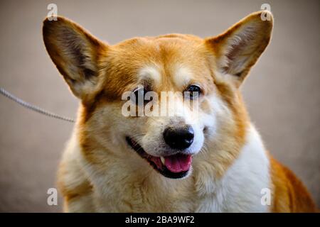 La tête d'un magnifique spécimen d'un chien Corgi Pembroke gallois. C'est une race de chien de troupeau de bétail. Banque D'Images