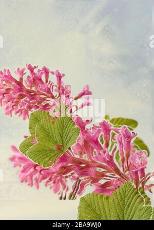 Ribes Sanguineum, groseille, portrait de fleur de nature Banque D'Images