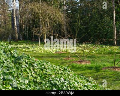 Reveley Lodge Gardens, Herfordshire, Royaume-Uni . Belle maison victorienne, jardins et salons de thé. La faune et la flore glorieuses. Ruches, étang et jardin de cuisine Banque D'Images