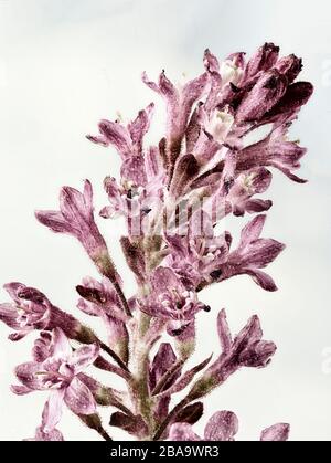 Ribes Sanguineum, groseille, portrait de fleur de nature Banque D'Images