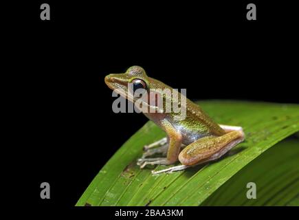 Grenouille blanche (Chalcorana raniceps), famille des grenouilles vraies (Ranidae), parc national de Kubah, Kuching, Sarawak, Bornéo, Malaisie Banque D'Images