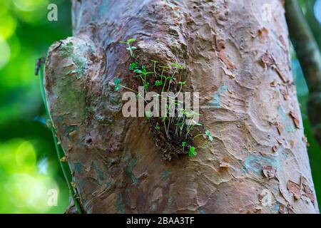 Jardin ANT sur un tronc d'arbre, nid fourmis construit par des espèces fourmis qui collectent des graines de plantes épiphytiques, Sabah, Bornéo, Malaisie Banque D'Images