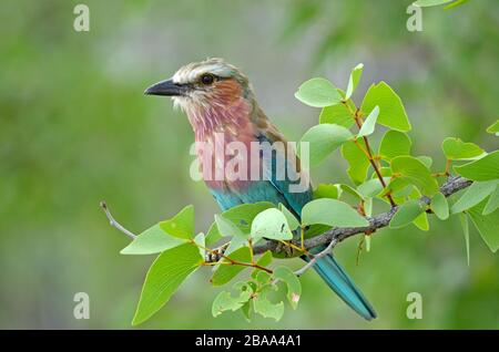 Rouleau droit lilas sur branche d'arbre, fond vert, Namibie Banque D'Images