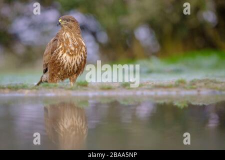 Buzzard eurasien (Buteo buteo) perché sur terre devant l'eau. Province de Lleida. Catalogne. Espagne. Banque D'Images