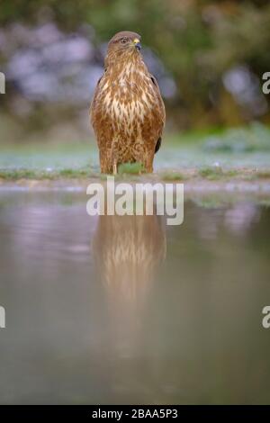 Buzzard eurasien (Buteo buteo) perché sur terre devant l'eau. Province de Lleida. Catalogne. Espagne. Banque D'Images