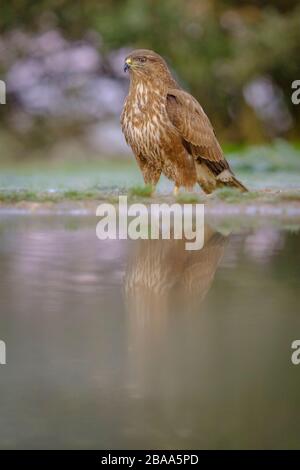 Buzzard eurasien (Buteo buteo) perché sur terre devant l'eau. Province de Lleida. Catalogne. Espagne. Banque D'Images