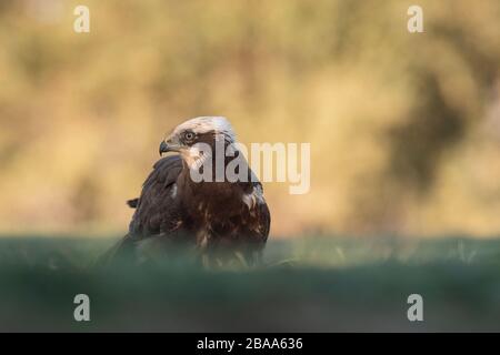 Western Marsh-harrier (Circus aeruginosus) femelle perchée sur le sol. Province de Lleida. Catalogne. Espagne. Banque D'Images