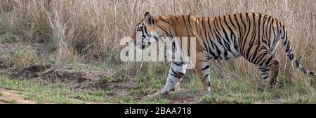 Inde, Madhya Pradesh, parc national de Bandhavgarh. Jeune tigre du Bengale mâle dans un habitat de prairie élevé. (SAUVAGE: Panthera tigris) espèces en voie de disparition. Injur Banque D'Images