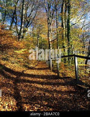 Chemin menant à travers le bois de hêtre, Tongwynlais, Cardiff. Banque D'Images