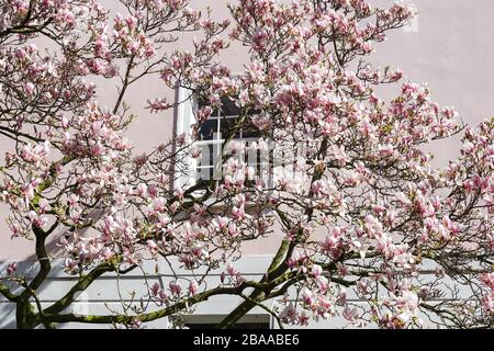 Magnolia rose en fleurs devant une fenêtre Banque D'Images