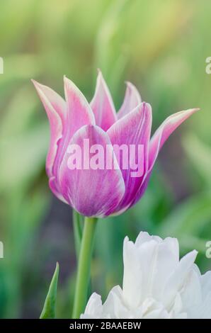 Purpe tulipe bordée de teintes de blanc crémeux. Variété tulipe Fontainebleau Banque D'Images