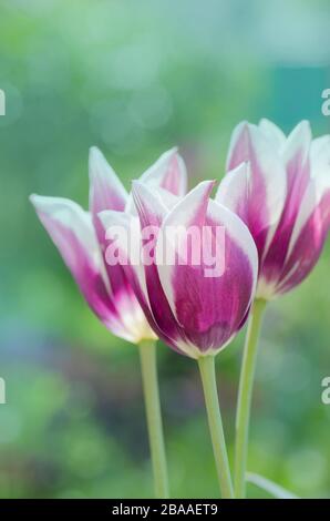 Purpe tulipe bordée de teintes de blanc crémeux. Variété tulipe Fontainebleau Banque D'Images