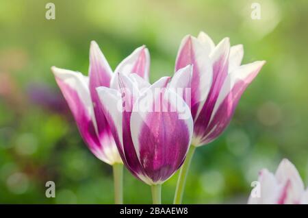 Purpe tulipe bordée de teintes de blanc crémeux. Variété tulipe Fontainebleau Banque D'Images