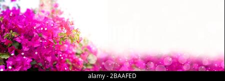 cadre floral, maquette, espace de copie pour votre texte. Belle fleurs fleuries bougainvillia brindilles avec des fleurs roses vives sur fond blanc. Flou Banque D'Images