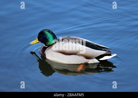 Canard colvert nageant dans l'eau bleue. Portrait de canard sauvage mâle avec réflexion dans le lac Banque D'Images