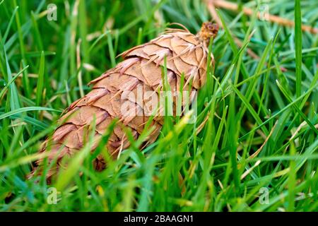 Douglas Fir (pseudotsuga menziesii), près d'un cône mature tombé dans l'herbe. Banque D'Images