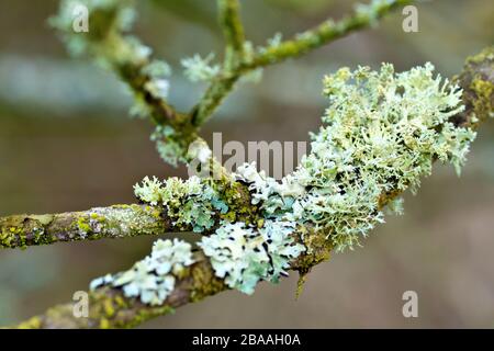 Gros plan montrant les détails des lichens sur les branches d'un arbre, probablement Oakmoss (evernia prunastari) et le lichen du Bouclier marmeré (parmelia sulcata). Banque D'Images