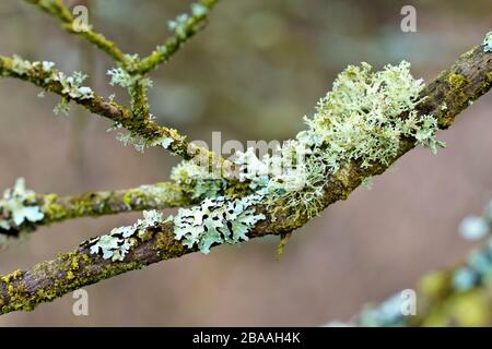 Gros plan montrant les détails des lichens sur les branches d'un arbre, probablement Oakmoss (evernia prunastari) et le lichen du Bouclier marmeré (parmelia sulcata). Banque D'Images