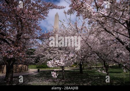 Washington DC, États-Unis. 26 mars 2020. Les cerisiers en fleurs fleurissent près du Washington Monument lors de la pandémie de Coronavirus (COVID-19), à Washington, D.C le jeudi 26 mars 2020. Photo de Kevin Dietsch/UPI crédit: UPI/Alay Live News Banque D'Images